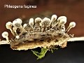 Phleogena faginea-amf1429-1
